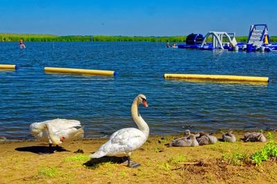 Tisza-tó,Sarud strandfürdõ hattyú családdal és vízijátszótérrel-stock-foto