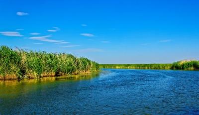 Tisza-tó, Sarudnál vízicsatorna zöld nádassal-stock-foto