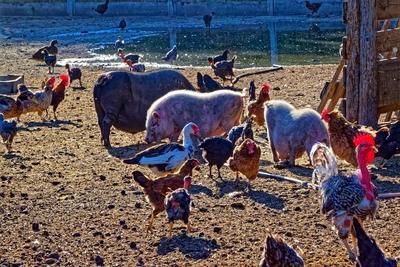 Magyar vidéki parasztudvar, vegyes állatokkal-stock-foto