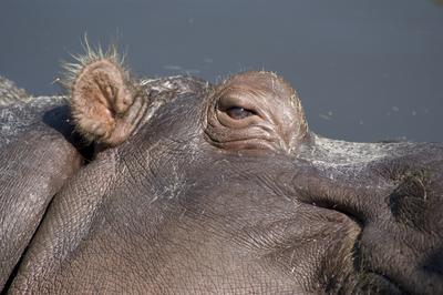 Viziló a budapesti állatkertben-stock-foto