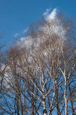 Kopasz fák kora tavasszal-stock-foto