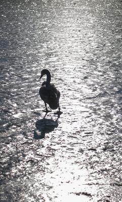 Hattyú a befagyott Balatonon-stock-foto