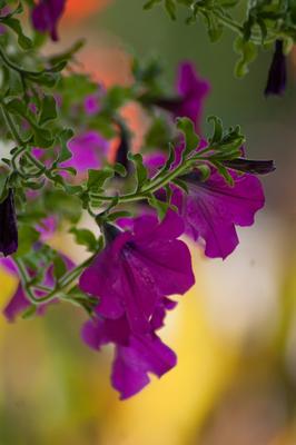 Lila virágkehely-stock-foto