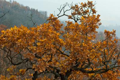 Őszi erdő-stock-foto