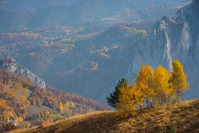 Mountain autumn landscape with yellow birch trees. Filtered image-stock-foto
