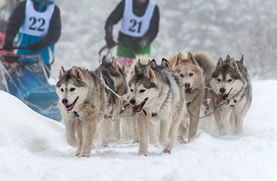 Husky dog sled race-stock-foto