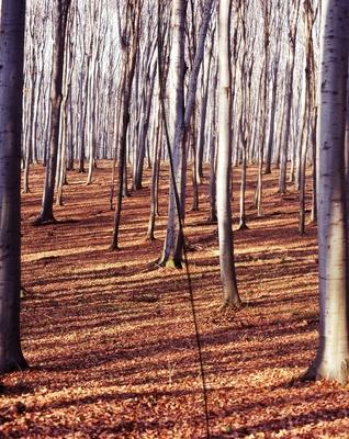 Forest in the Bakony-stock-photo