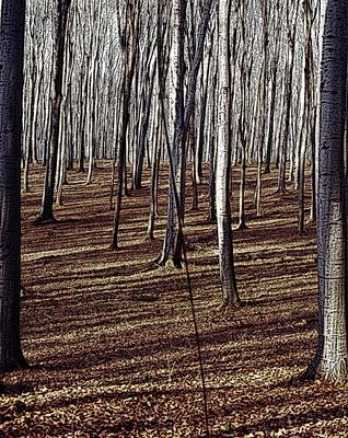 A forest in the Bakony in the colors of autumn (illustration)-stock-foto