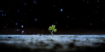 A monostori erőd falai közül előbukkanó kis fa.-stock-foto