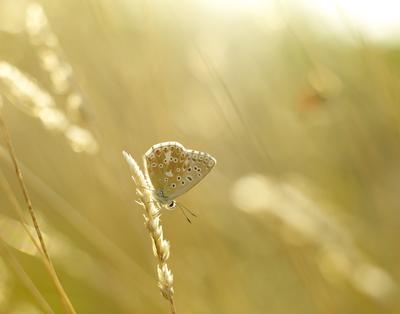 badacsonyi tájkép-stock-foto