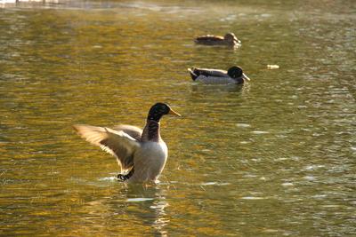 Városligeti tó - kacsák őszi fényben-stock-foto