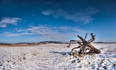 Egy elszáradt fa a Káli-medence közepén-stock-foto