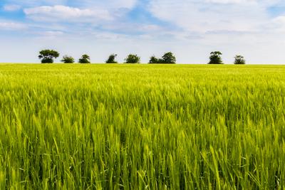 Zöld búzamező-stock-foto
