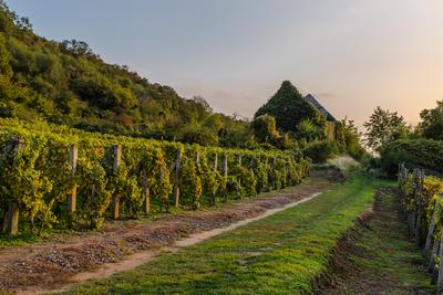 Zöldellő szőlősorok-stock-foto
