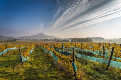 Balaton-felvidéki szőlősorok-stock-foto