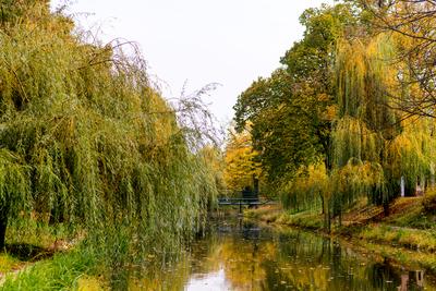 The city canal across a huge willow trees in autumn. Hungary, Gyula-stock-photo