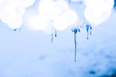 There are icicles on a snowy pine tree. Ice blue and bokeh circles, winter background-stock-photo