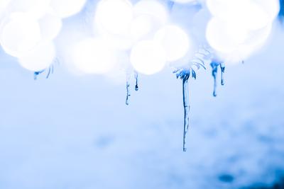 There are icicles on a snowy pine tree. Ice blue and bokeh circles, winter background-stock-foto