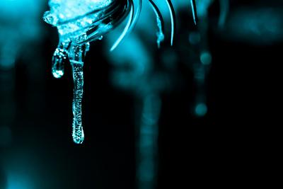 On a snowy pine branch are icicles. Dark and turquoise, winter background-stock-foto
