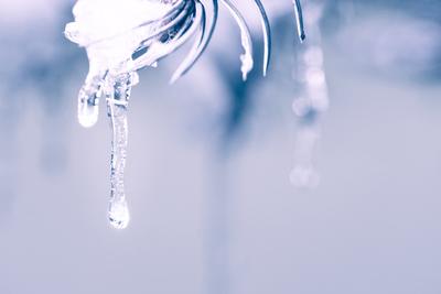 Icicles hanging from a snow-covered pine trees. Cold nuanced colors, winter background-stock-photo