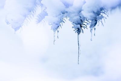 On a snowy pine branch are icicles. Ice blue winter background-stock-foto