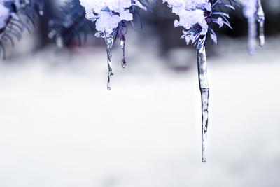 There are icicles on a snowy pine tree. White and pale purple, winter background-stock-photo
