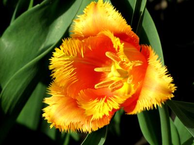 Tulipán.-stock-foto