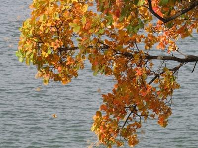 Margitszigeti õsz - Dunába hulló falevél-stock-foto