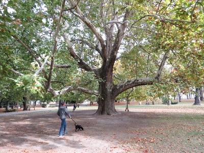 Platánfa matuzsálem a Margitszigeten-stock-foto
