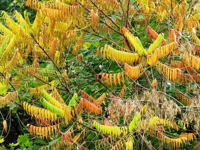 Margitszigeti õsz-stock-foto