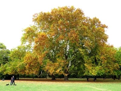 Margitszigeti õsz-stock-foto