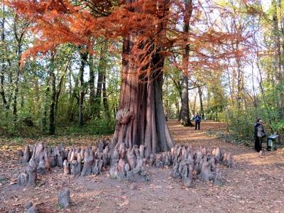 Mamutfenyõ a Brunszvik kastélyparkban-stock-foto