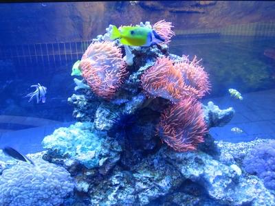 Akvárium-stock-foto