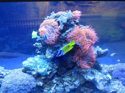 Akvárium-stock-foto