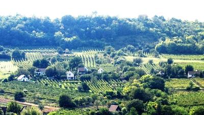 Szekszárd, 2010. szeptember 7.Szekszárdi szõlõsök.-stock-foto