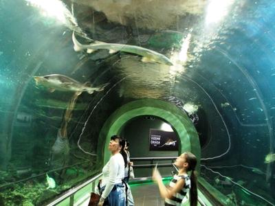 Poroszló, 2016. október 2.Látogatók a Tisza-tavi Ökocentrum akváriuma alatti folyósón.-stock-foto