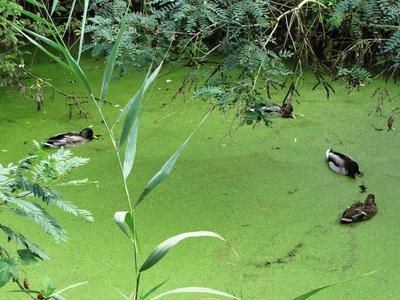 Poroszló, 2 October 2016.Wild-ducks in the boggy of Poroszló Ecocenter near Tisza-tó. (Eastern Hungary.) /Vadkacsák aTisza-tó melletti lápban a poroszlói Ökocentrumnál.-stock-foto