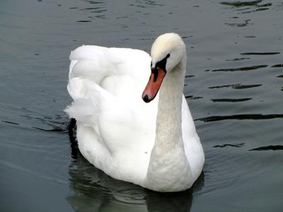 Poroszló, 2016. október 2.Hattyú a Tisza-tavi Ökocentrumban, Poroszlón.-stock-foto