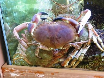 Óriás tengeri pók-stock-foto