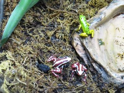 Levelibékák az óceáni akváriumban-stock-foto