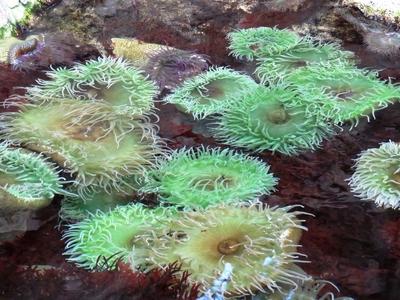 Anemóna tengerirózsa-stock-foto