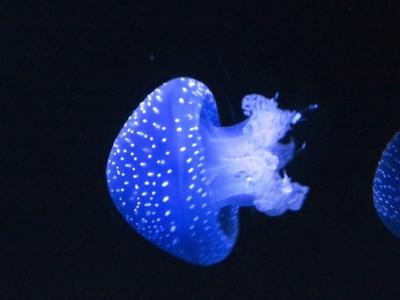 Kéklõ medúzák-stock-photo