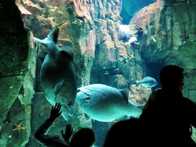 Gyerek int a halnak-stock-foto