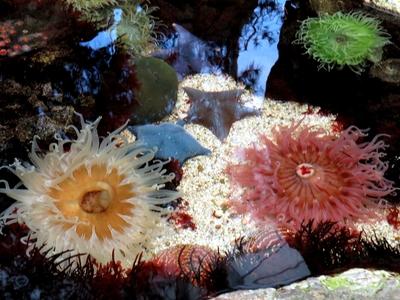 Anemóna tengerirózsák és tengeri csillagok-stock-foto