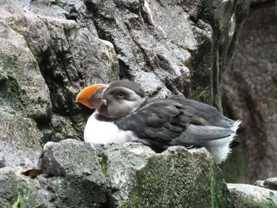 Izlandi tengeri papagáj-stock-foto