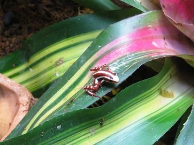 Vörös levelibéka-stock-foto