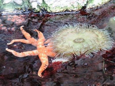 Tengerirózsa és tengeri csillag-stock-foto