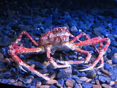 Tengeri óriáspók-stock-foto