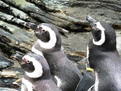 Pingvinek-stock-foto