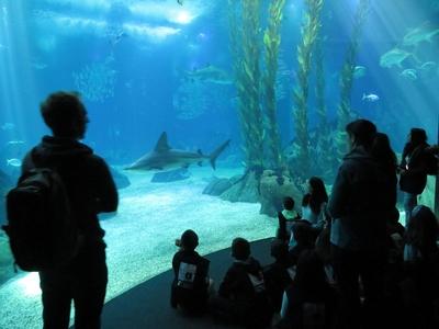 Látogatók az óceáni akvárium elõtt-stock-foto